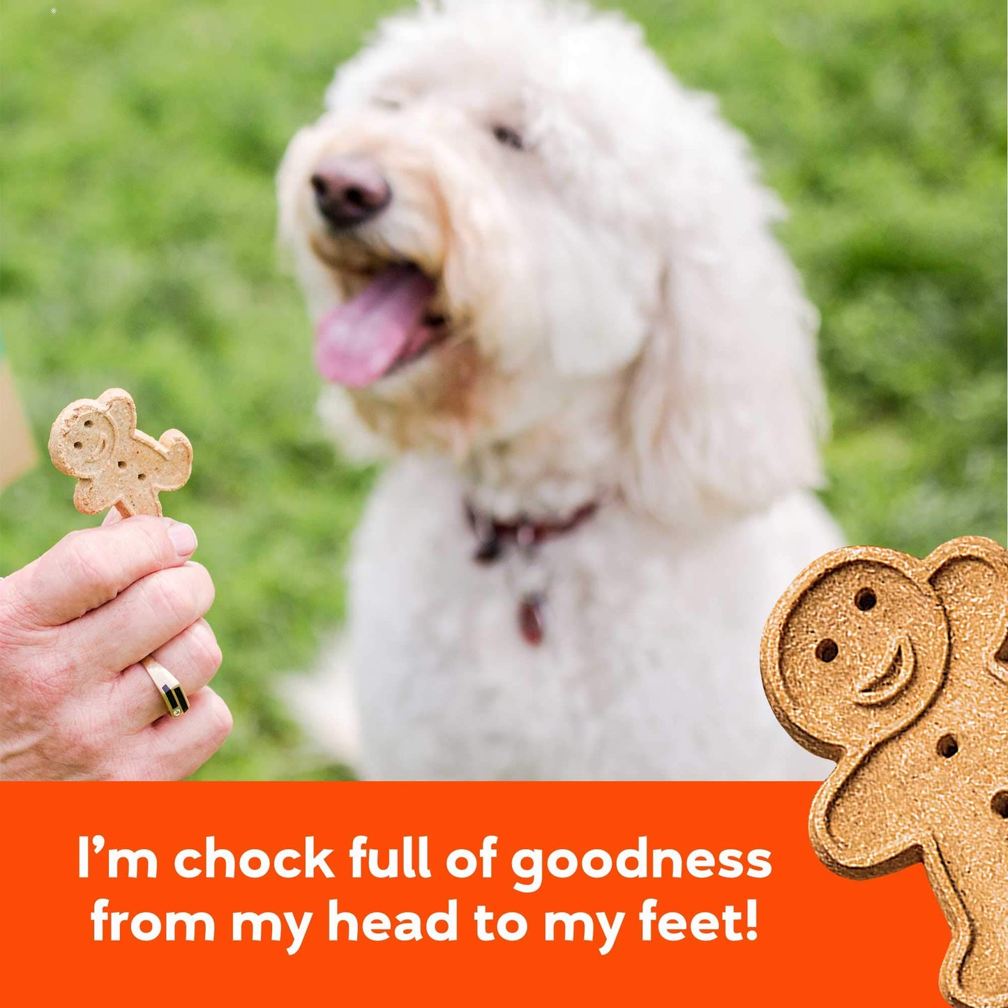 Buddy Biscuits Oven-Baked, Healthy Whole-Grain, Crunchy Treats for Dogs
